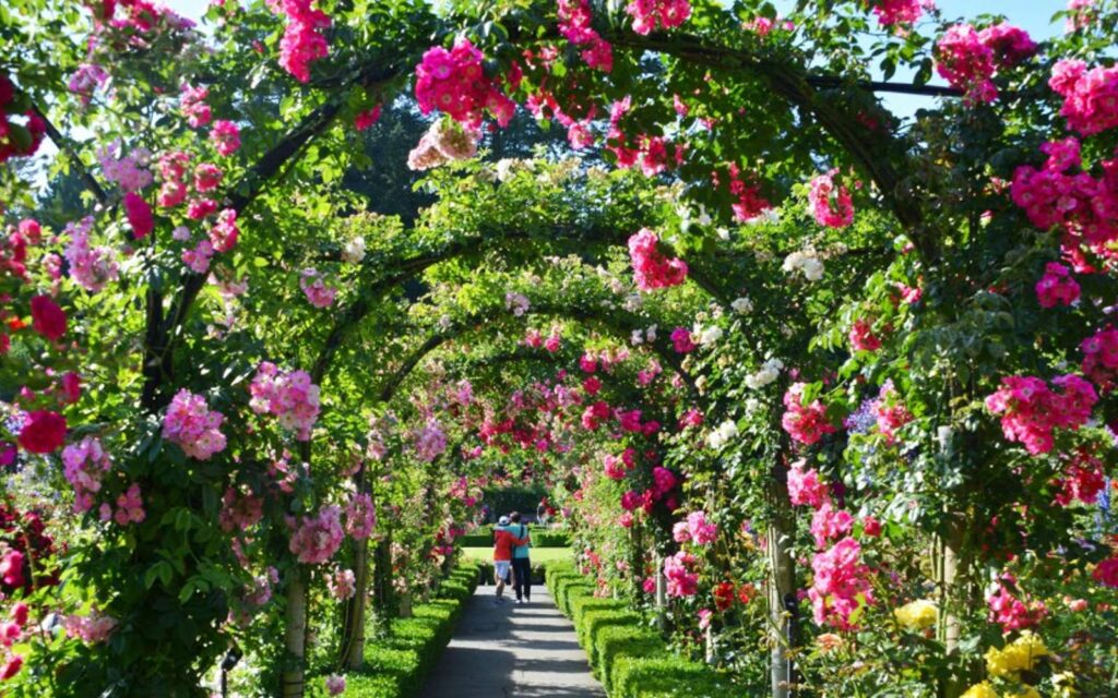 the rose arch at Victoria's Butchart Gardens.
