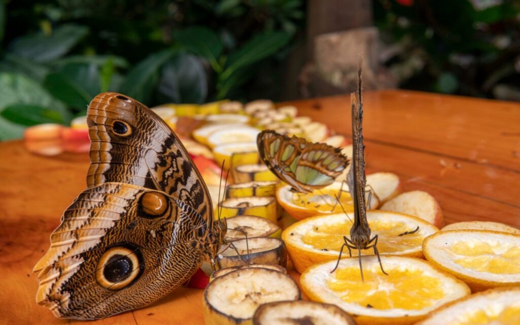 butterflies feed at victoria butterfly gardens