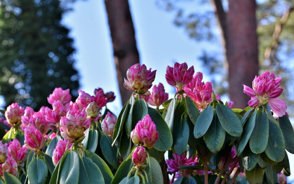 rhododendrons at finnerty gardens, victoria, bc
