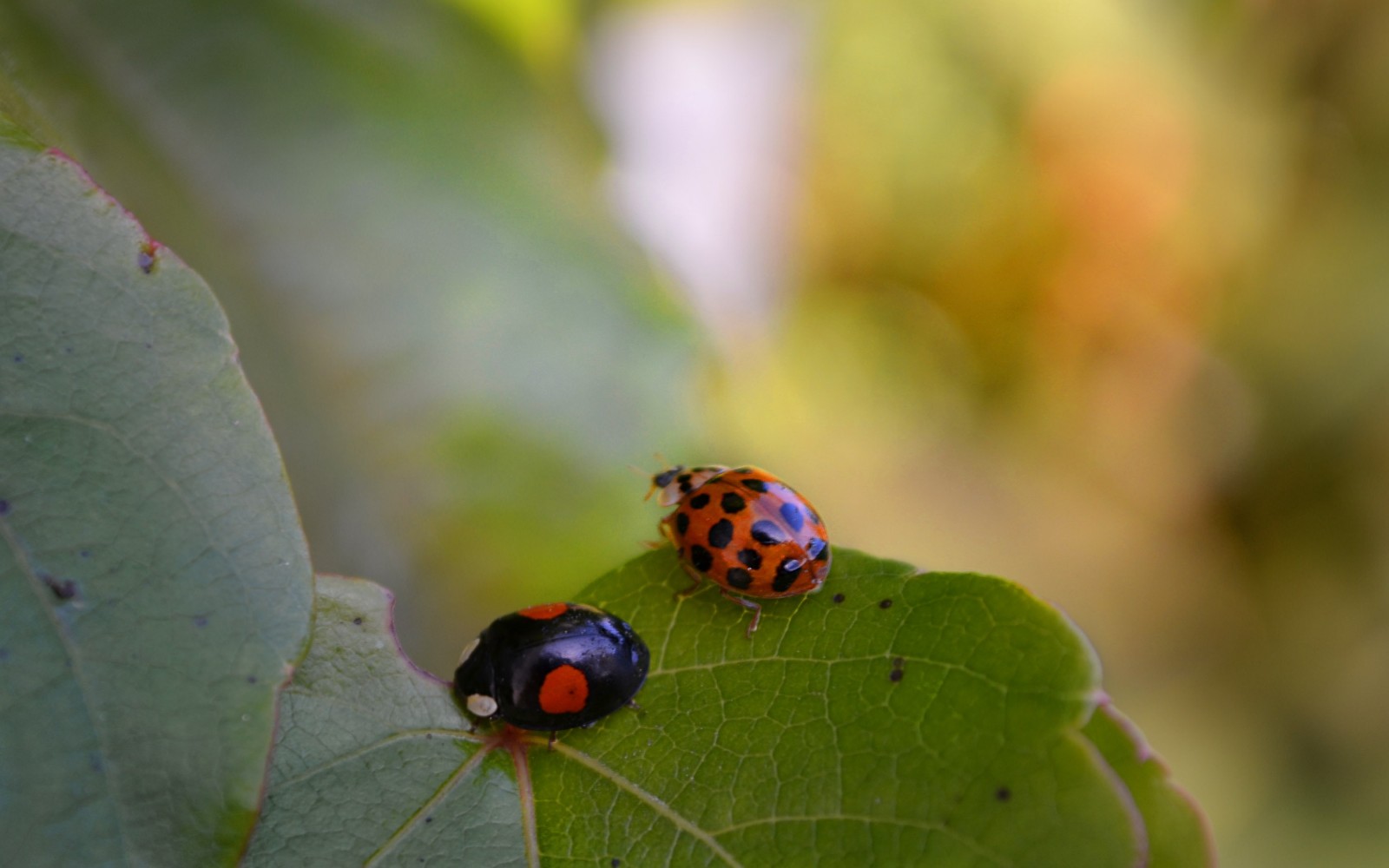 a pair of ladybugs at the victoria bug zoo.