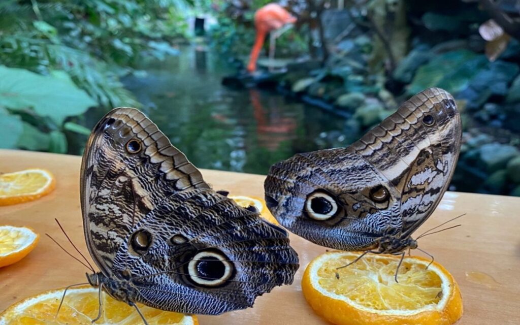 a pair of butterflies feed with a flamingo in the background at victoria butterfly gardens