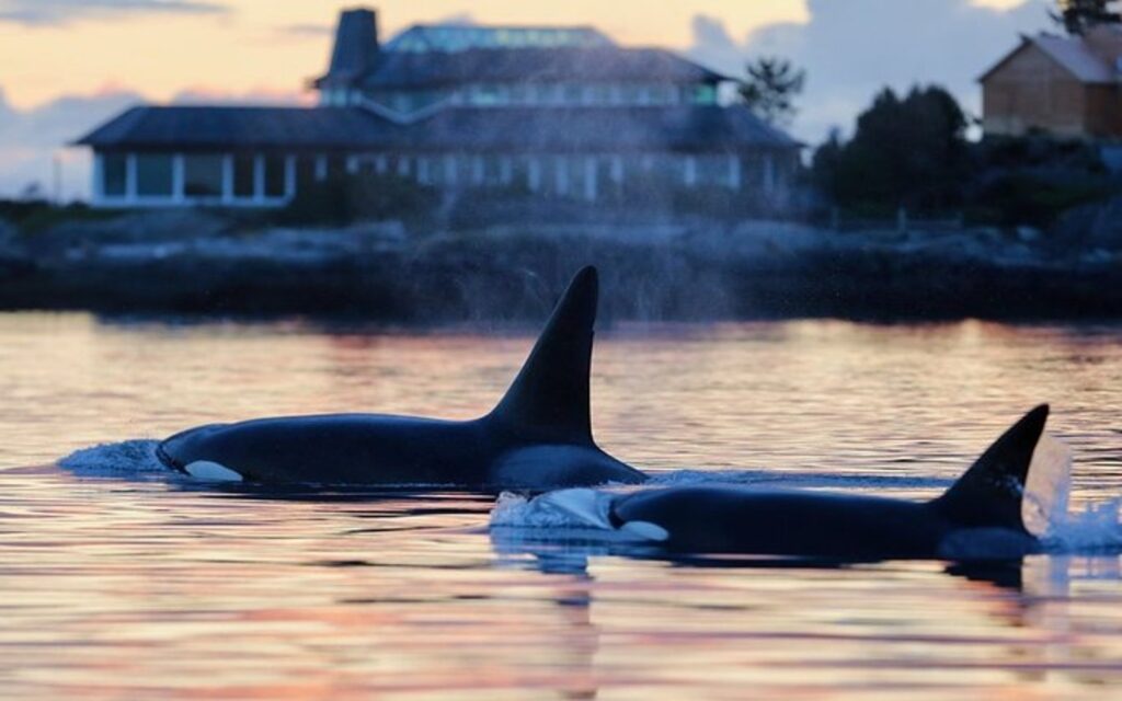 Two orcas travel through the water near Victoria, BC.