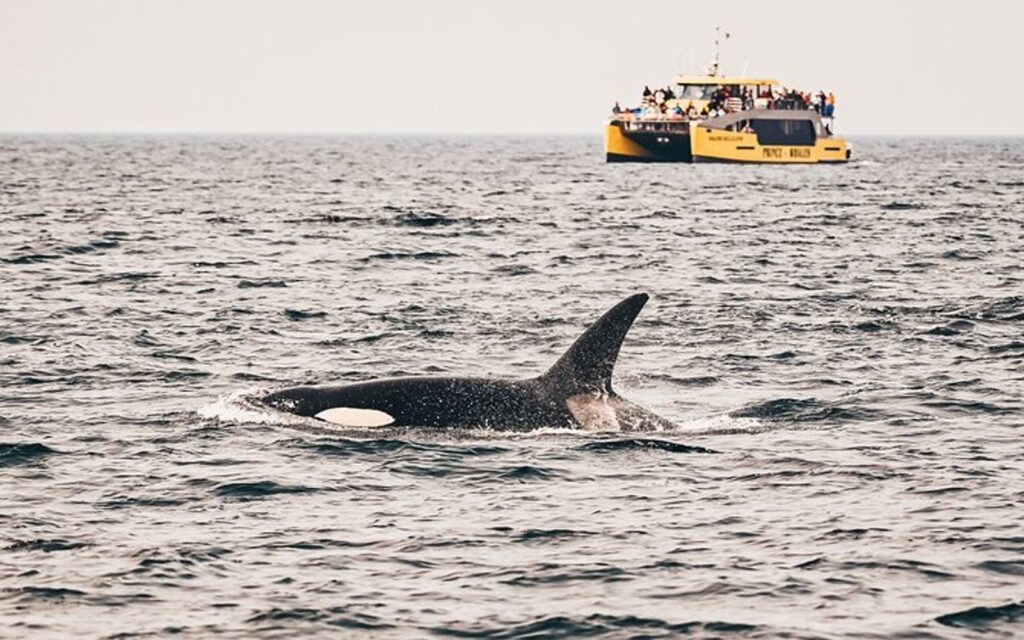 victoria-whale-watching-tour