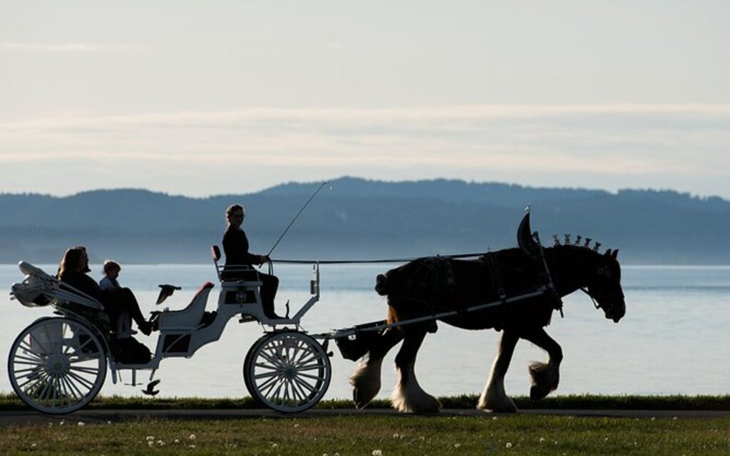sunset horse carriage tour of victoria bc with the salish sea in background