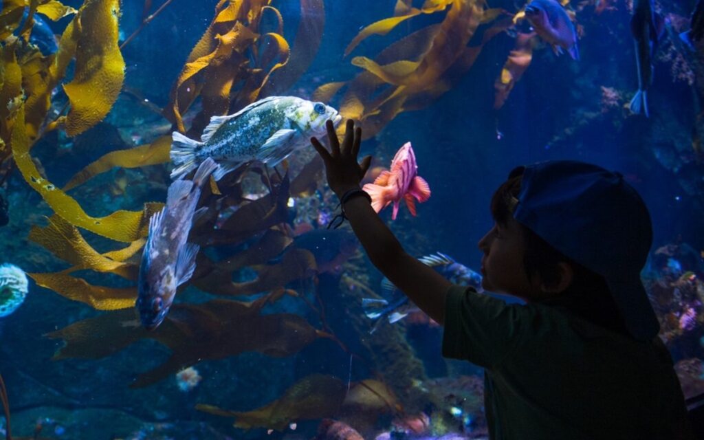 a child admires some rockfish at the shaw centre for the salish sea outside of victoria