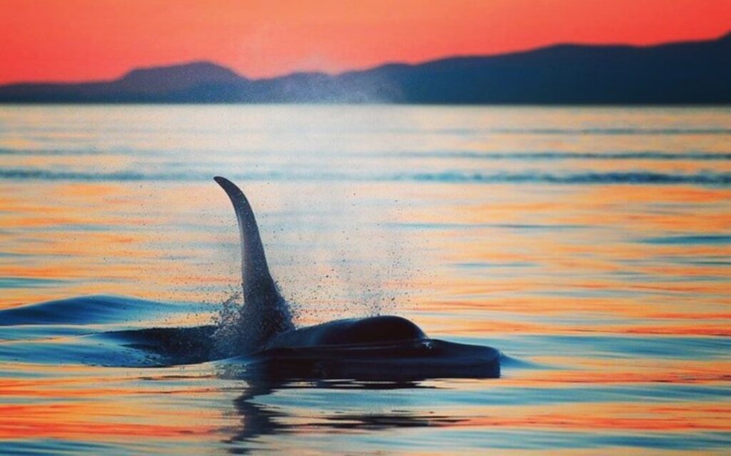 an orca breaks the surface at dusk near cowichan bay, british columbia