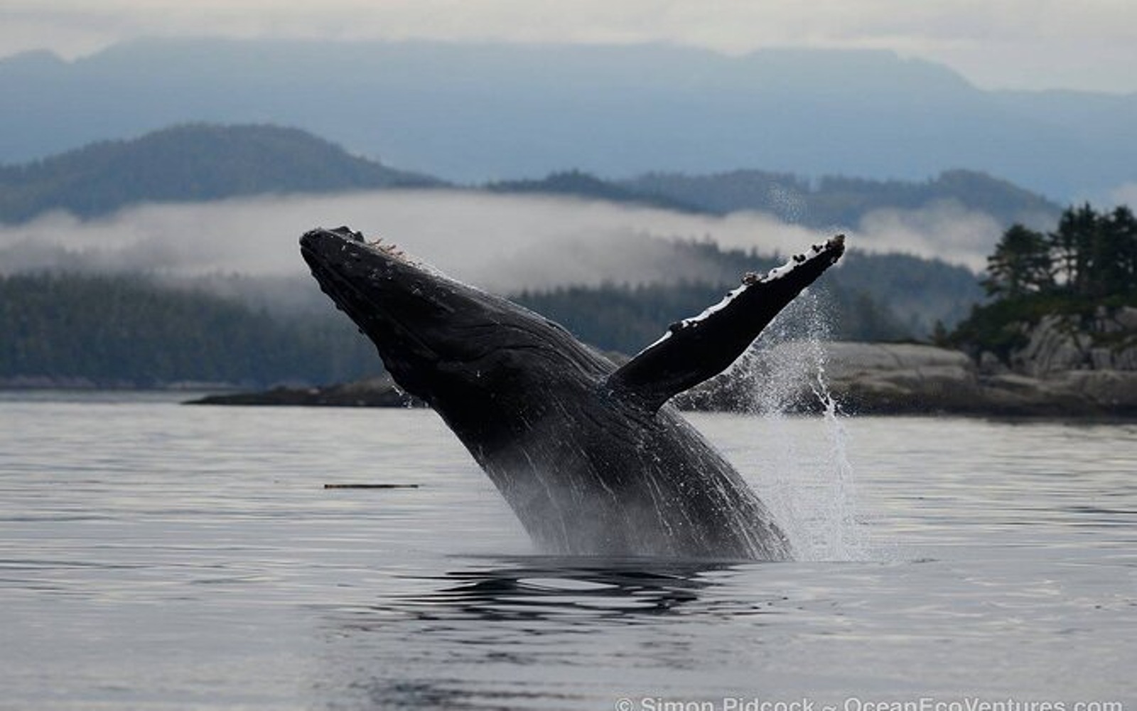 a humpback whale breaches on a cowichan bay whale watching tour