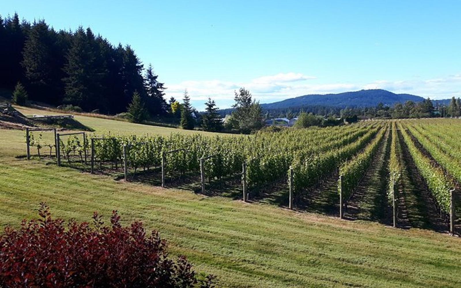 the vines at a victoria winery on the saanich peninsula.