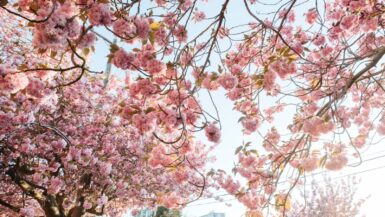 a look at the cherry blossoms in victoria during spring.