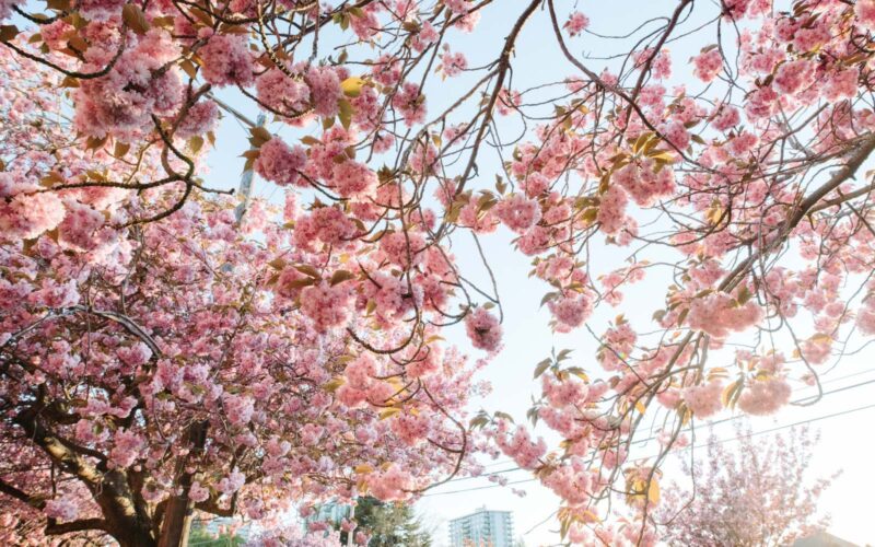 a look at the cherry blossoms in victoria during spring.