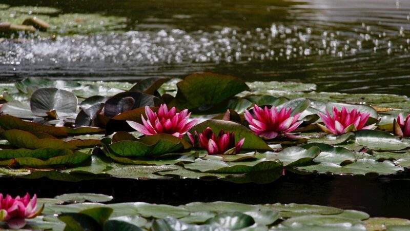The cover of an article on how to get to Butchart Gardens from Victoria Cruise Terminal.
