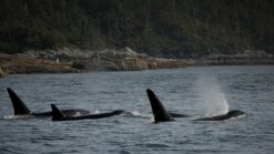 a pod of orcas on a Campbell River whale watching tours.