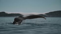 A humpback whale dives on a Telegraph Cove whale watching tour.