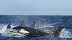 A pod of orcas breach the surface on a Nanaimo whale watching tour.