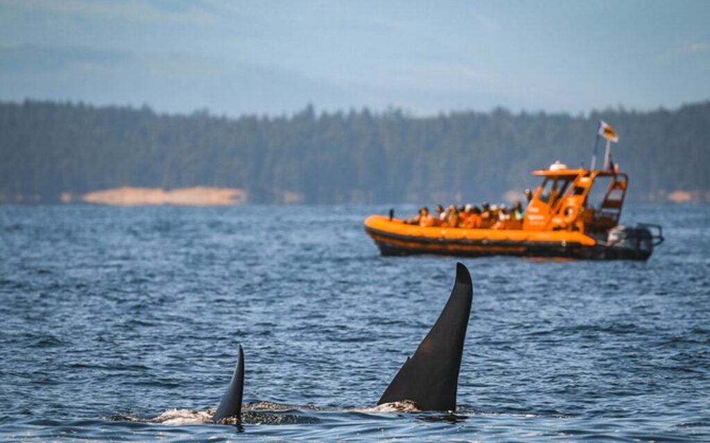 A group embarks on a Nanaimo whale watching tour aboard a 12-passenger zodiac.