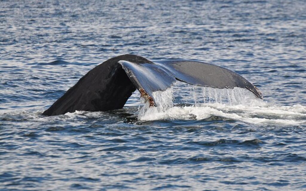 A whale breaks the surface on Vancouver Island kayak tour.
