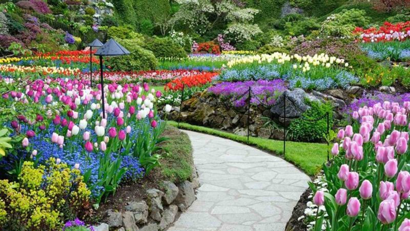 butchart gardens flowers with gravel path on a tour from vancouver to victoria