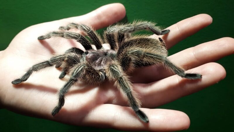 A worker at the Victoria Bug Zoo holds a large spider.